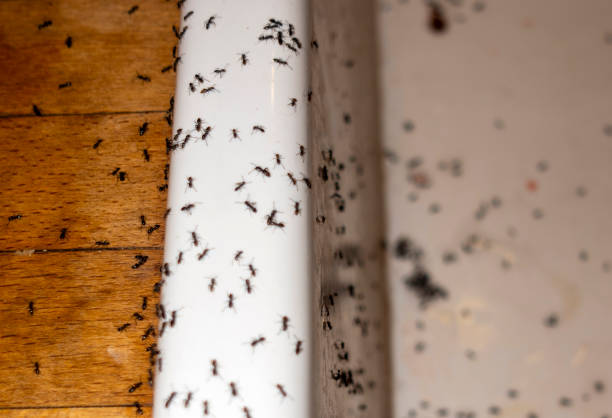 Best Termite Control Services  in Garden Plain, KS