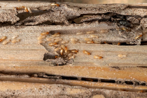 Best Ant Control Services  in Garden Plain, KS